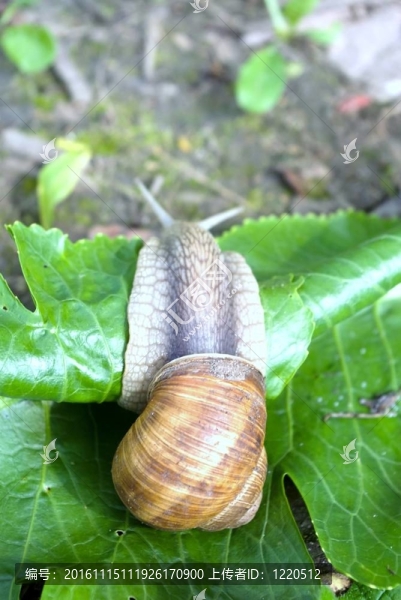 蝸牛