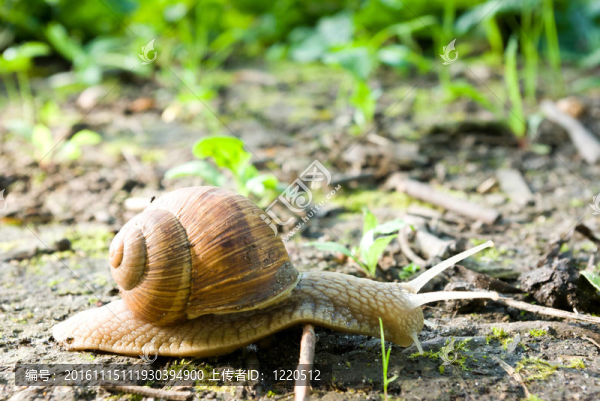 蝸牛-匯圖網(wǎng) www.fosd68.com 蝸牛