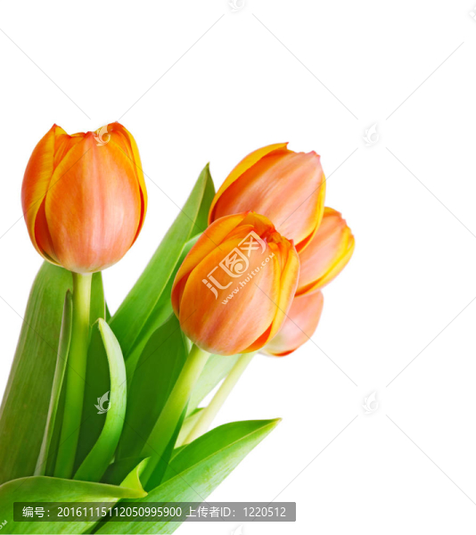 郁金香-匯圖網(wǎng) www.fosd68.com 郁金香
