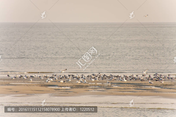 海鷗喂食在沙洲上的羊群