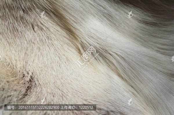 馴鹿的皮毛-匯圖網(wǎng) www.fosd68.com 馴鹿的皮毛