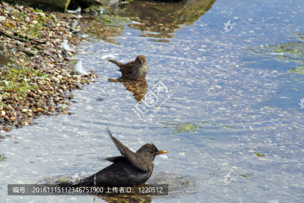 游泳的鳥