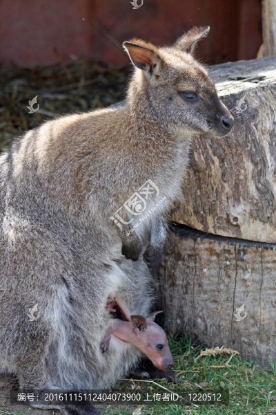 母親和嬰兒袋鼠