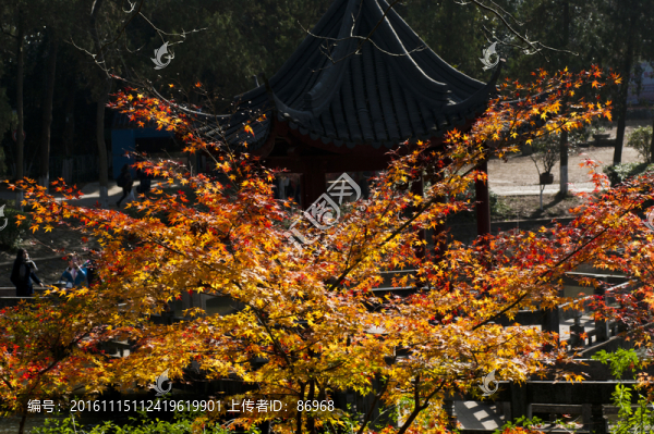棲霞山楓葉