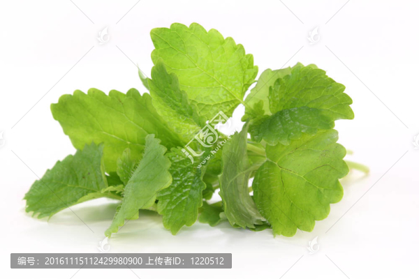 檸檬香蜂草
