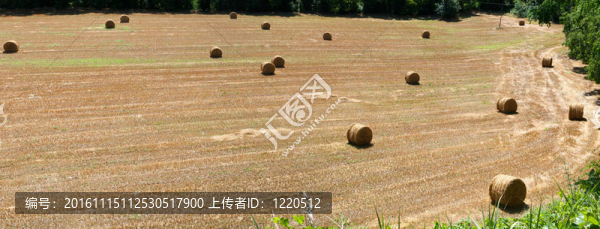 玉米地