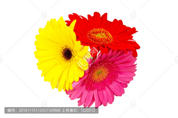 非洲菊