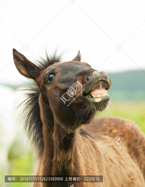 漂亮的小馬駒的肖像