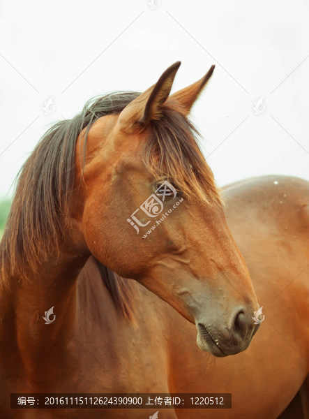 年輕的馬的肖像