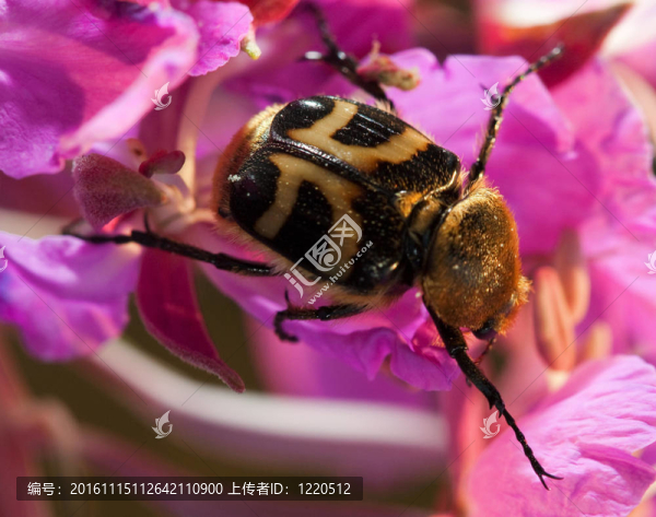 Beetle,Trichius,fasciatus(金龜:Trichiinae)-匯圖網(wǎng) www.fosd68.com Beetle,Trichius,fasciatus(金龜:Trichiinae)