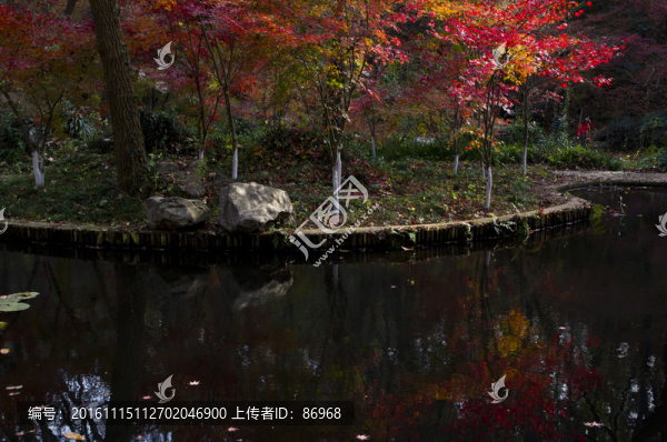 棲霞山楓葉