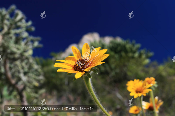 山上的花