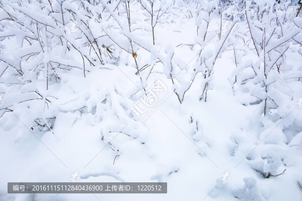 冰雪覆蓋的樹枝