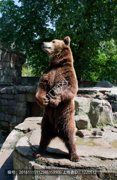 棕熊-匯圖網(wǎng) www.fosd68.com 棕熊