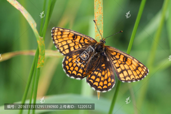 Mellicta,athalia（Heath,Fritillary）坐在草地上