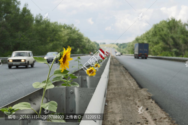 向日葵的道路。