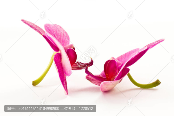 蝴蝶蘭花朵