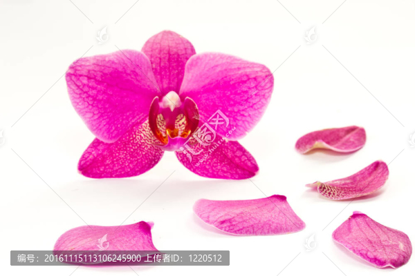 蝴蝶蘭花朵