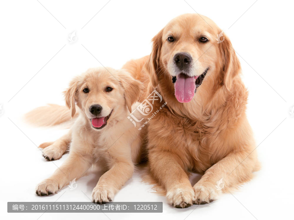 狗的男人-匯圖網(wǎng) www.fosd68.com 狗的男人