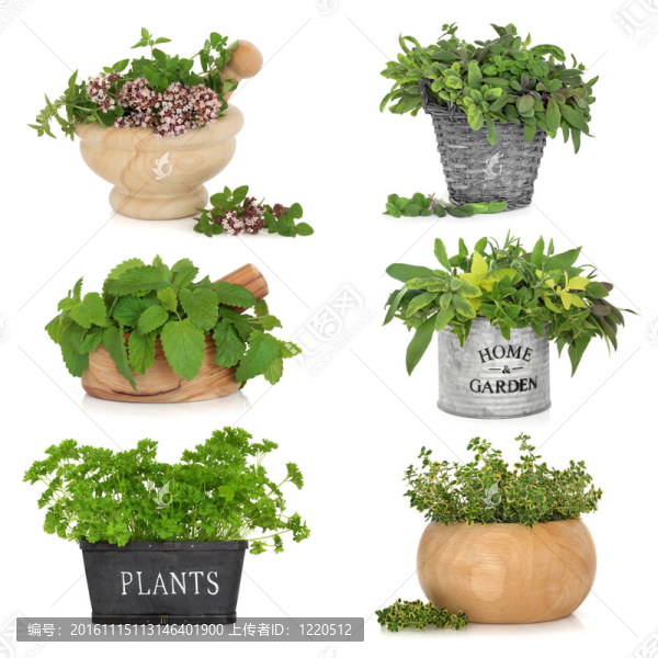 草本植物在容器中