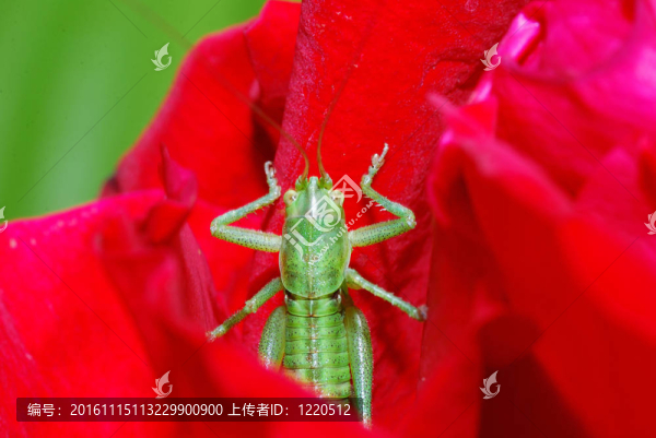 綠色蚱蜢綻放