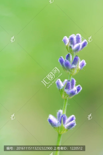 薰衣草
