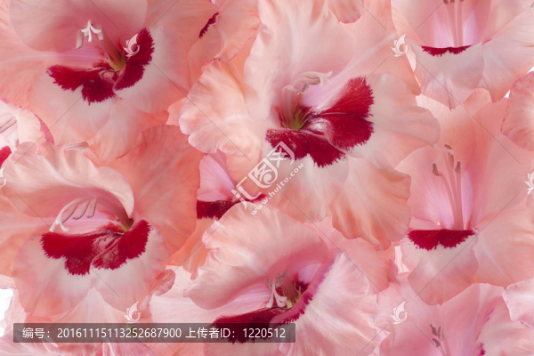 唐菖蒲
