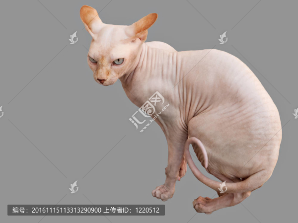 獅身人面像的無毛貓隔離