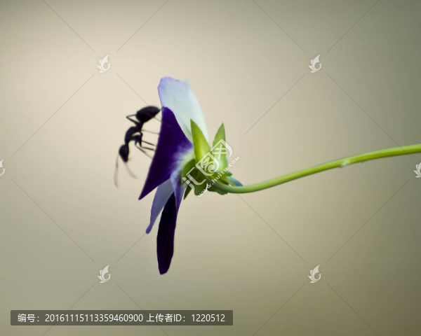 忙碌的螞蟻
