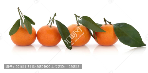 柑桔果實(shí)-匯圖網(wǎng) www.fosd68.com 柑桔果實(shí)