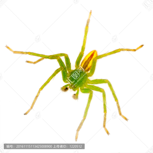 綠蜘蛛-隔離-匯圖網(wǎng) www.fosd68.com 綠蜘蛛-隔離