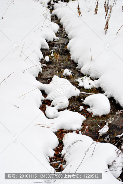 雪山草甸