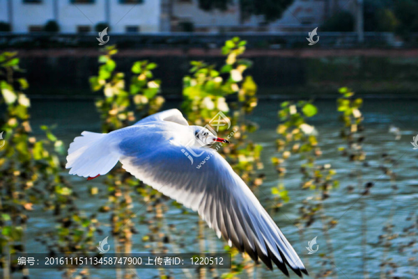 鳥(niǎo)鷗