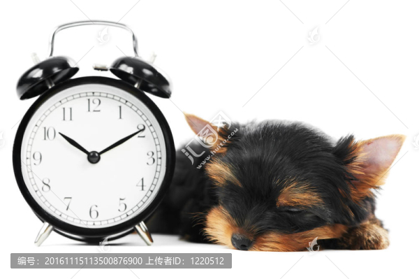 約克郡梗小狗鬧鐘