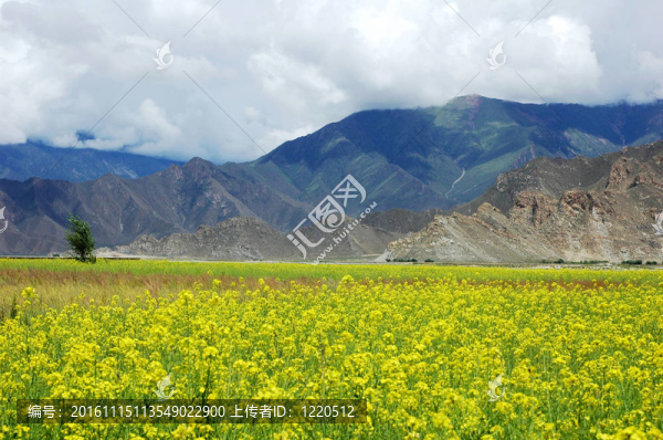 油菜田景觀