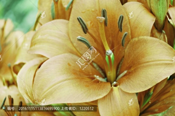 靠近黃莉莉。