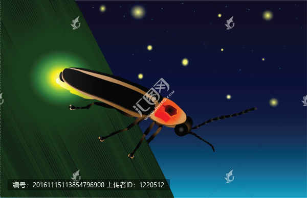 發(fā)光的螢火蟲
