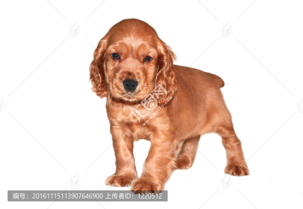 獵犬的狗