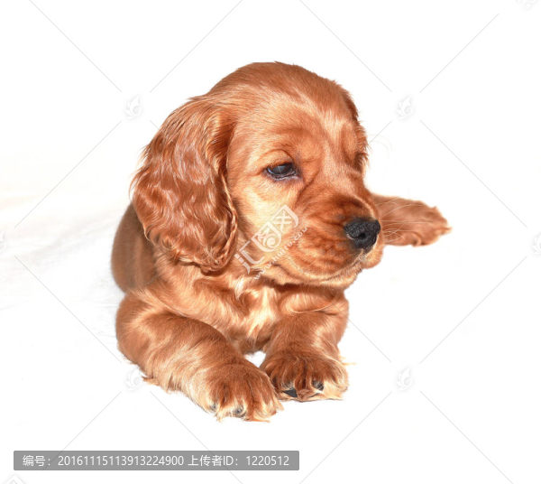 獵犬的狗