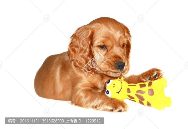獵犬的狗