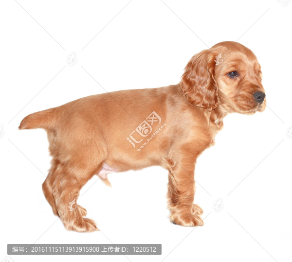 獵犬的狗