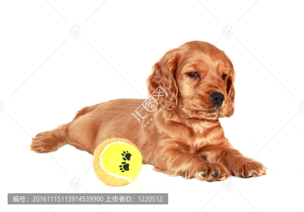 獵犬的狗