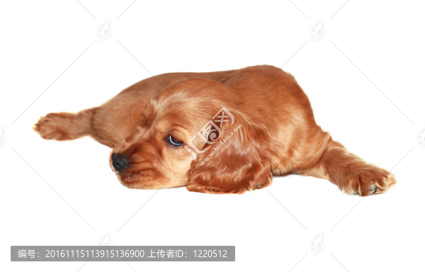 獵犬的狗