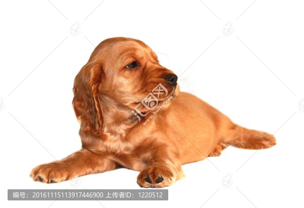 獵犬的狗-匯圖網(wǎng) www.fosd68.com 獵犬的狗