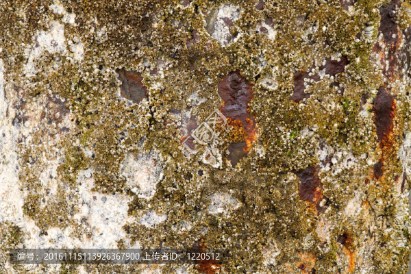 藤壺Rusty,Shipwreck