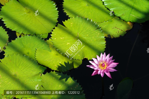 熱帶睡蓮