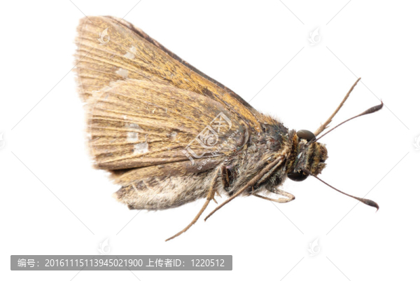 蝴蝶側(cè)視圖-匯圖網(wǎng) www.fosd68.com 蝴蝶側(cè)視圖