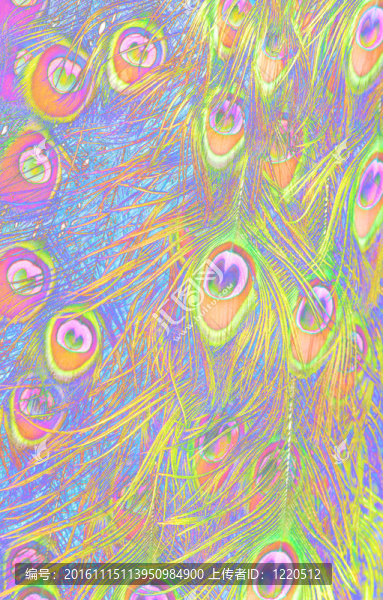 孔雀的羽毛的鳥