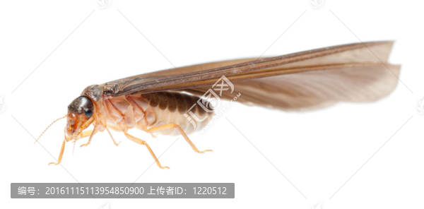 白蟻