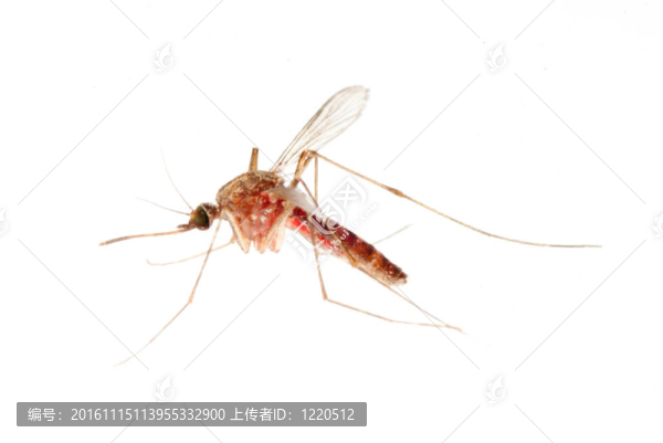 蚊子
